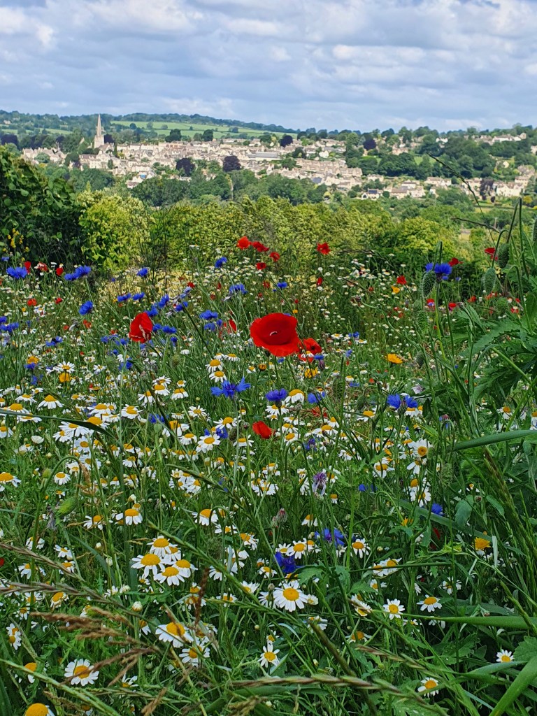 View of Painswick and meadow flowers