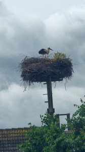 An Elbe stork