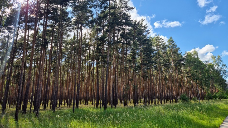 Woodland near Badetz